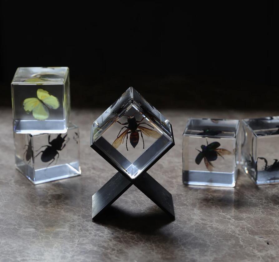 Insect specimens that can be viewed three-dimensionally [Casimir] Stag ...