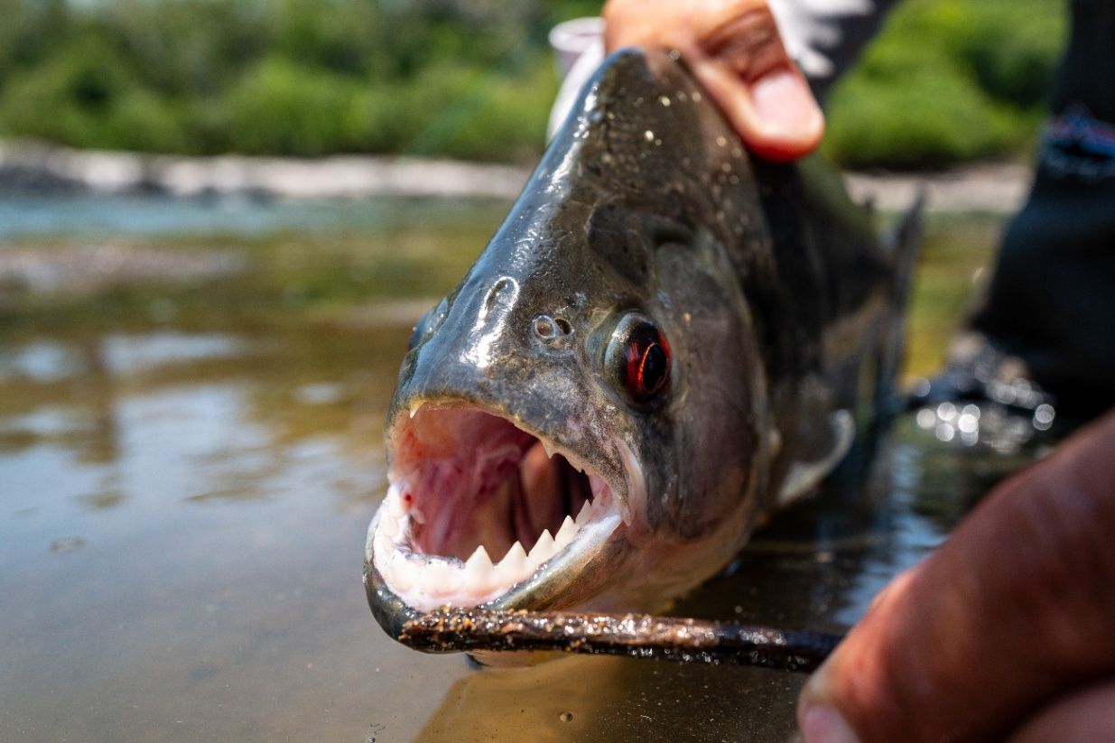 Kendjam Lodge, Brazil, Freshwater Fly Fishing