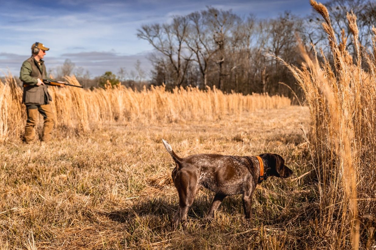 The Little Brown Dog: Hunting Quail with a Boykin Spaniel in the USA