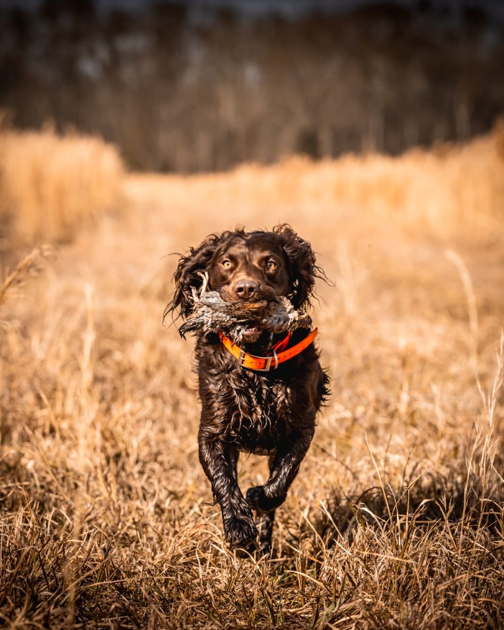 The Little Brown Dog: Hunting Quail with a Boykin Spaniel in the USA