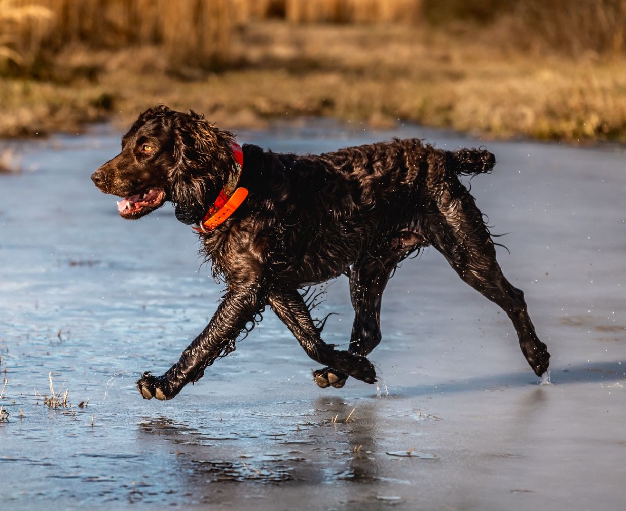 The Little Brown Dog: Hunting Quail with a Boykin Spaniel in the USA