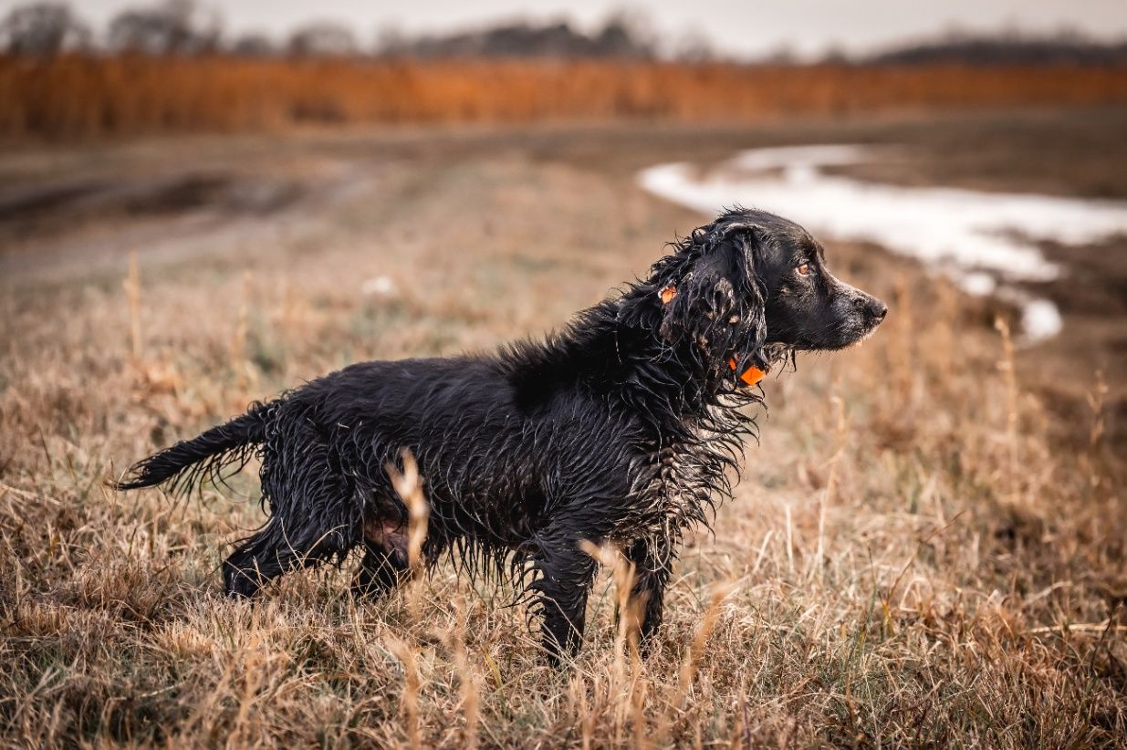 The Little Brown Dog: Hunting Quail with a Boykin Spaniel in the USA