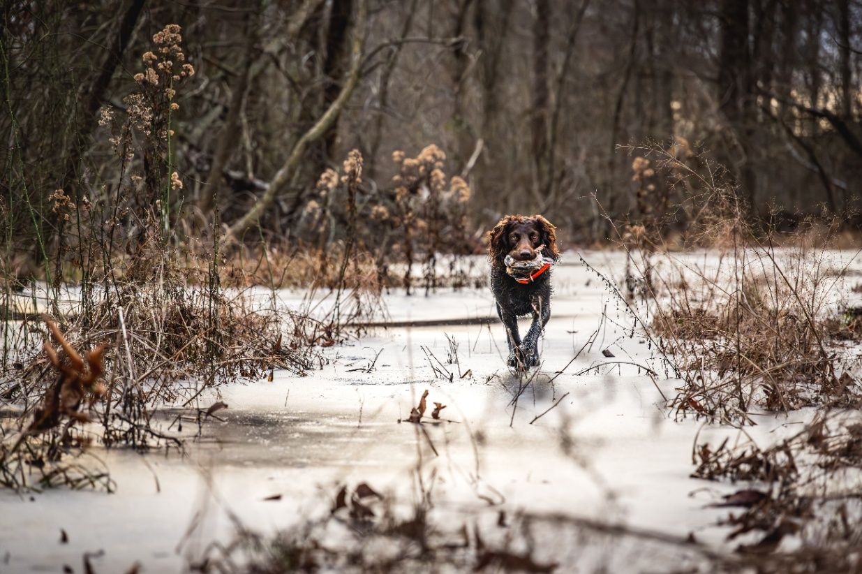 The Little Brown Dog: Hunting Quail with a Boykin Spaniel in the USA