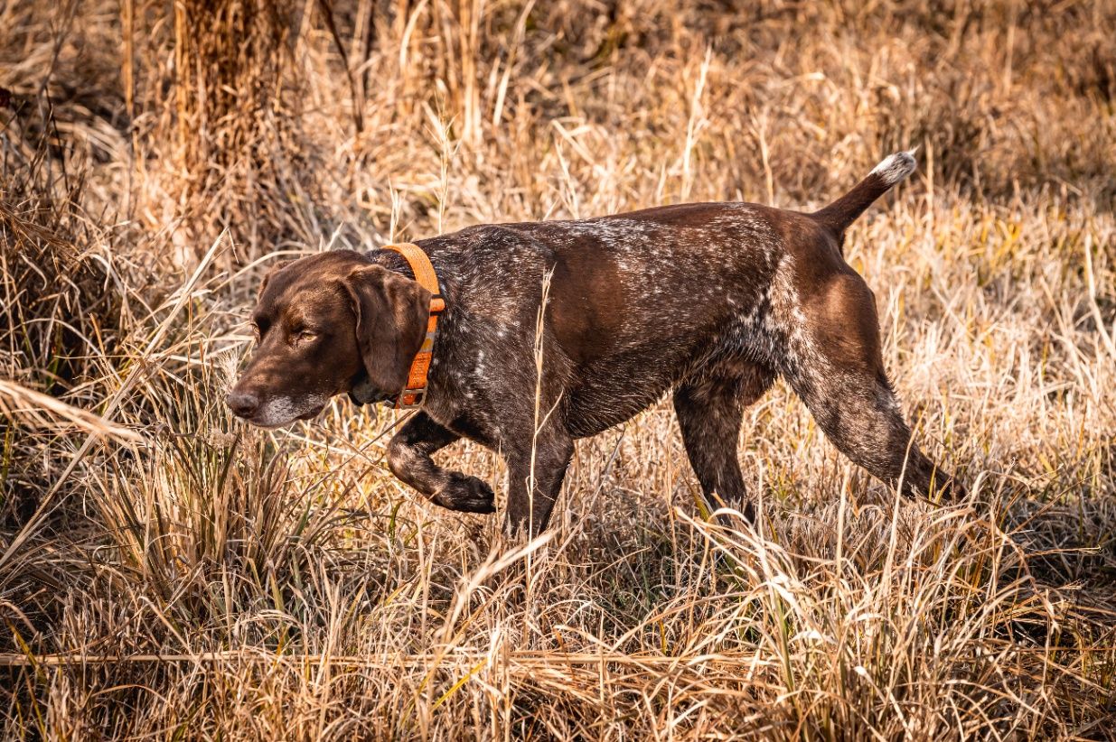 The Little Brown Dog: Hunting Quail with a Boykin Spaniel in the USA