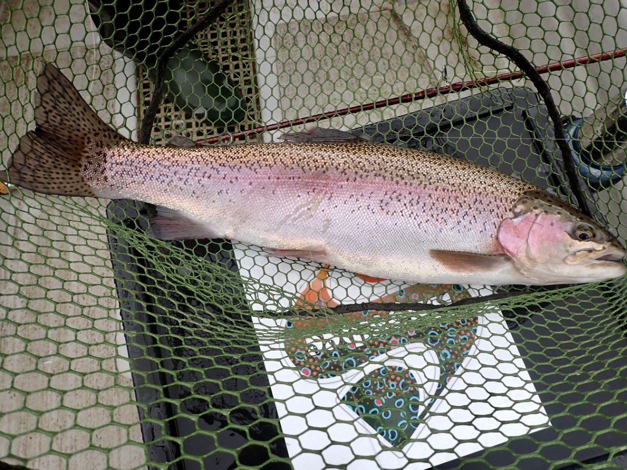 Rainbow trout Archives - North Devon & Exmoor Angling News - The latest up  to date information