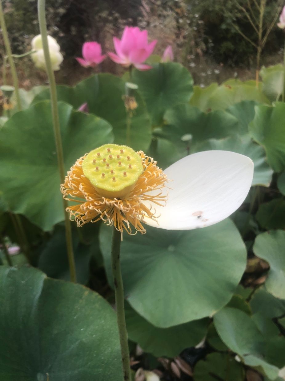 Growing the lotus - Noel Kingsbury writes on The Garden Collective