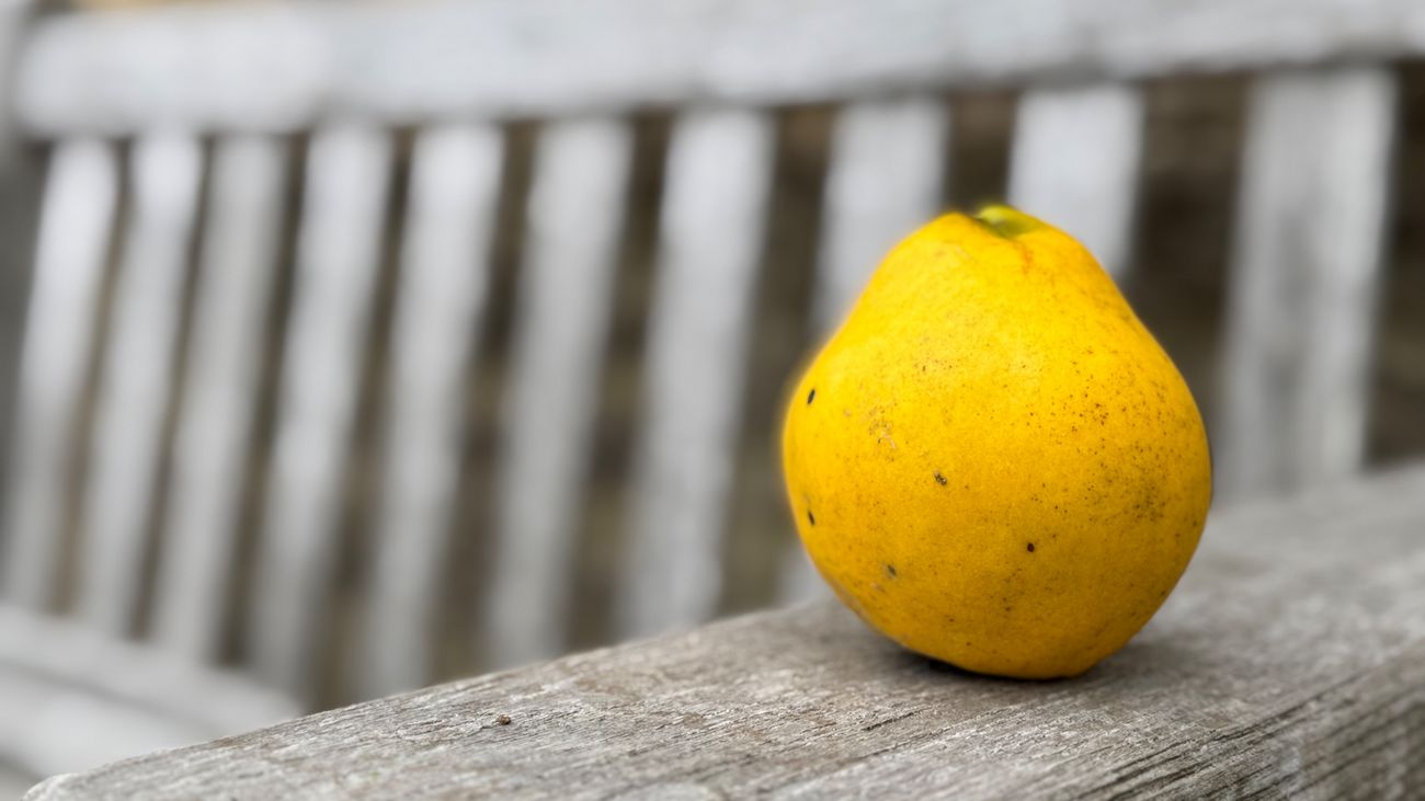 How the Quince Kickstarted Ten Years of Conflict
