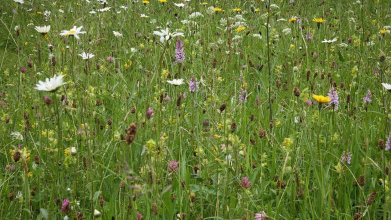 One man went to mow: an idiot’s guide to meadow-making