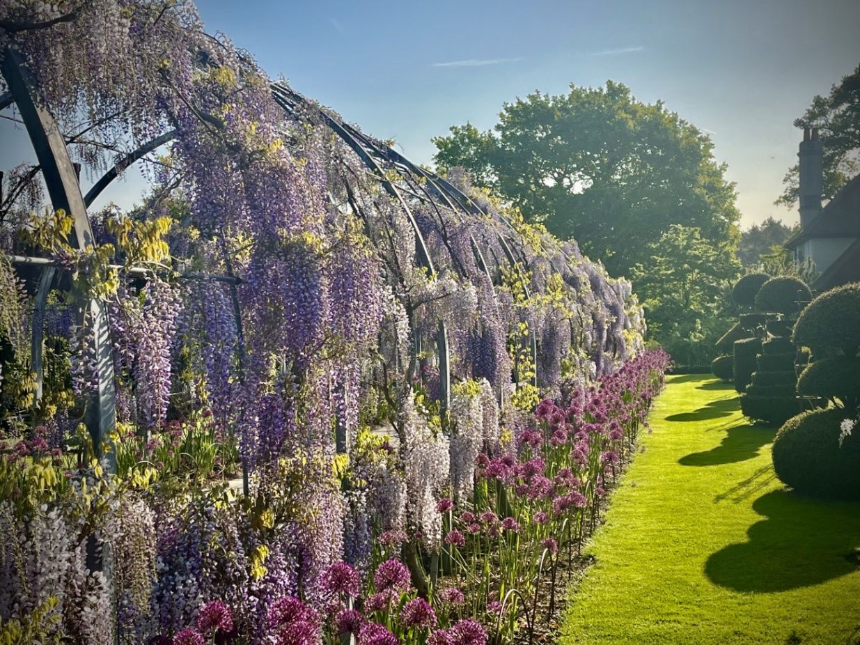 Discover the Wonderland of Wisteria: A Gardener's Guide - Matthew Pottage  writes on The Garden Collective