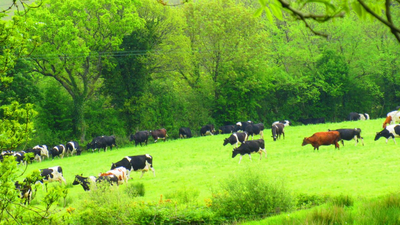 Unravelling Regenerative Agriculture: Hype or Genuine Innovation?