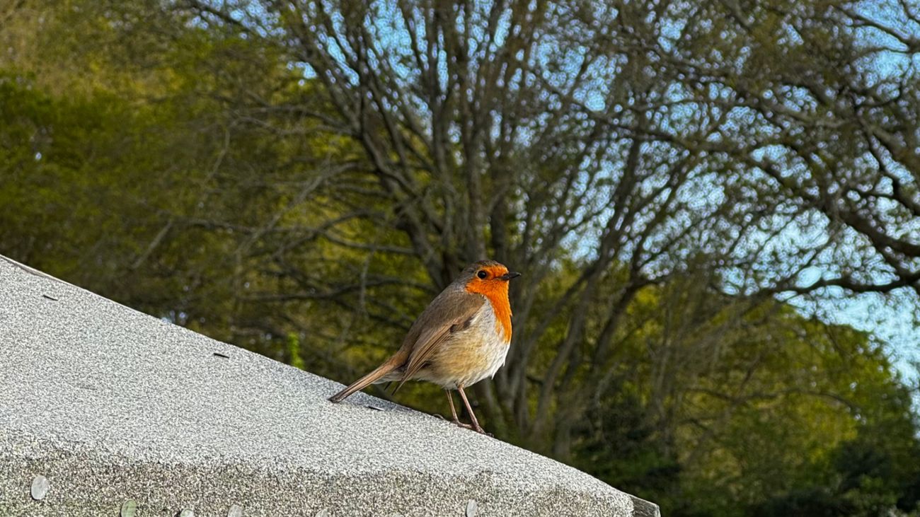 10 plants to feed the birds in your garden