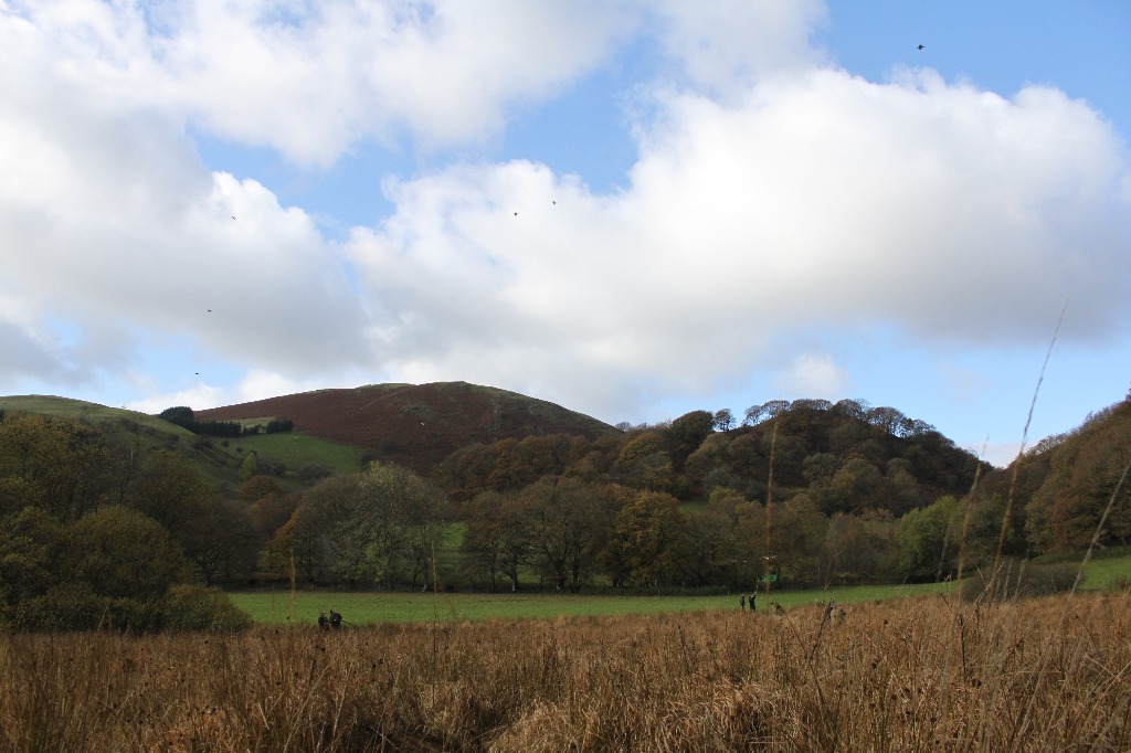 Llwyn Madoc Shoot Powys Availability On Gunsonpegs