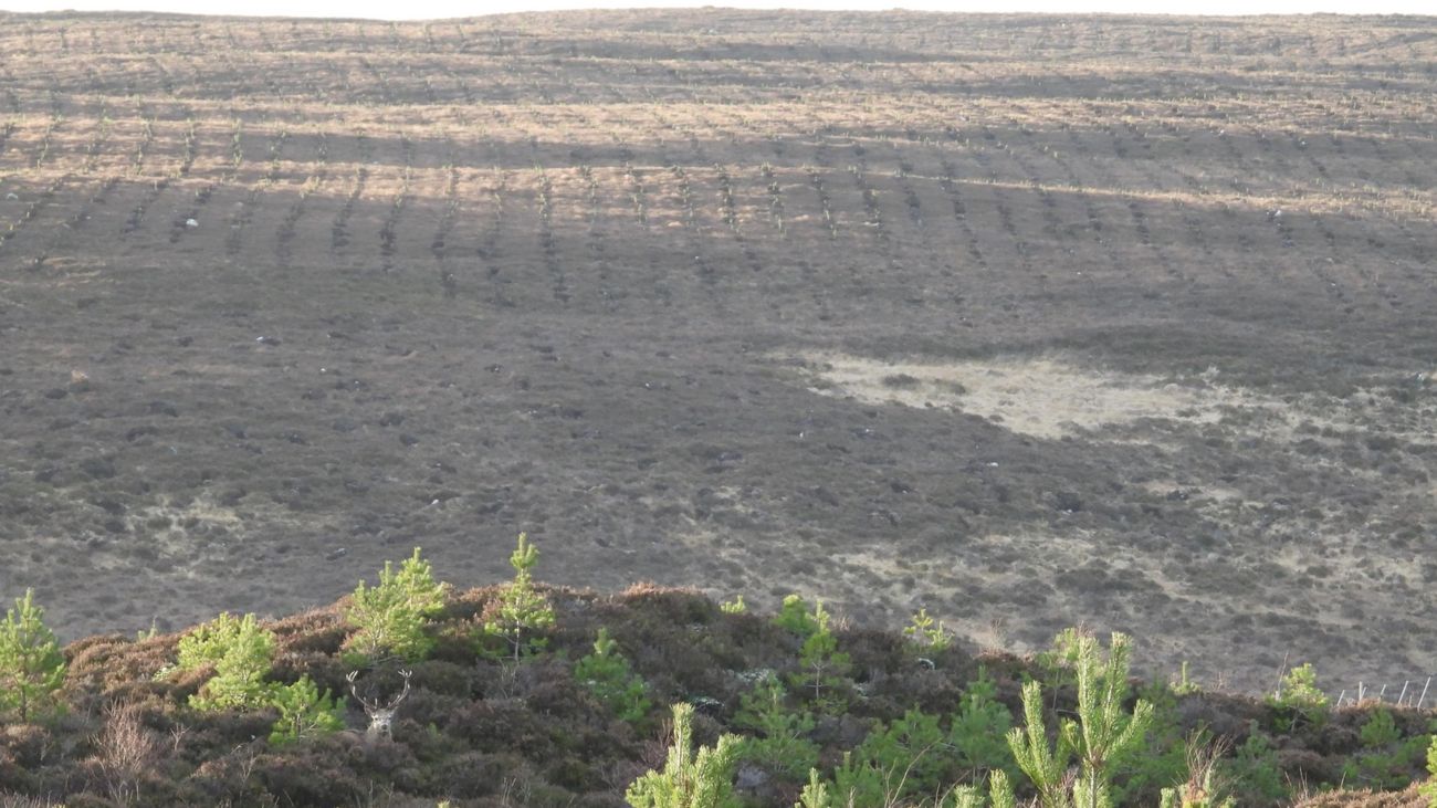 Deer, Squirrels, and Guns: The Hidden Issues Behind Tree Planting