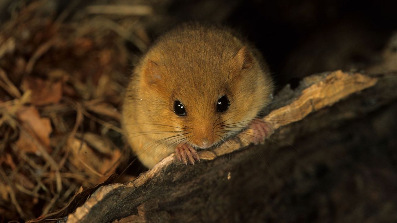 The State of Nature: Are we really that bad?