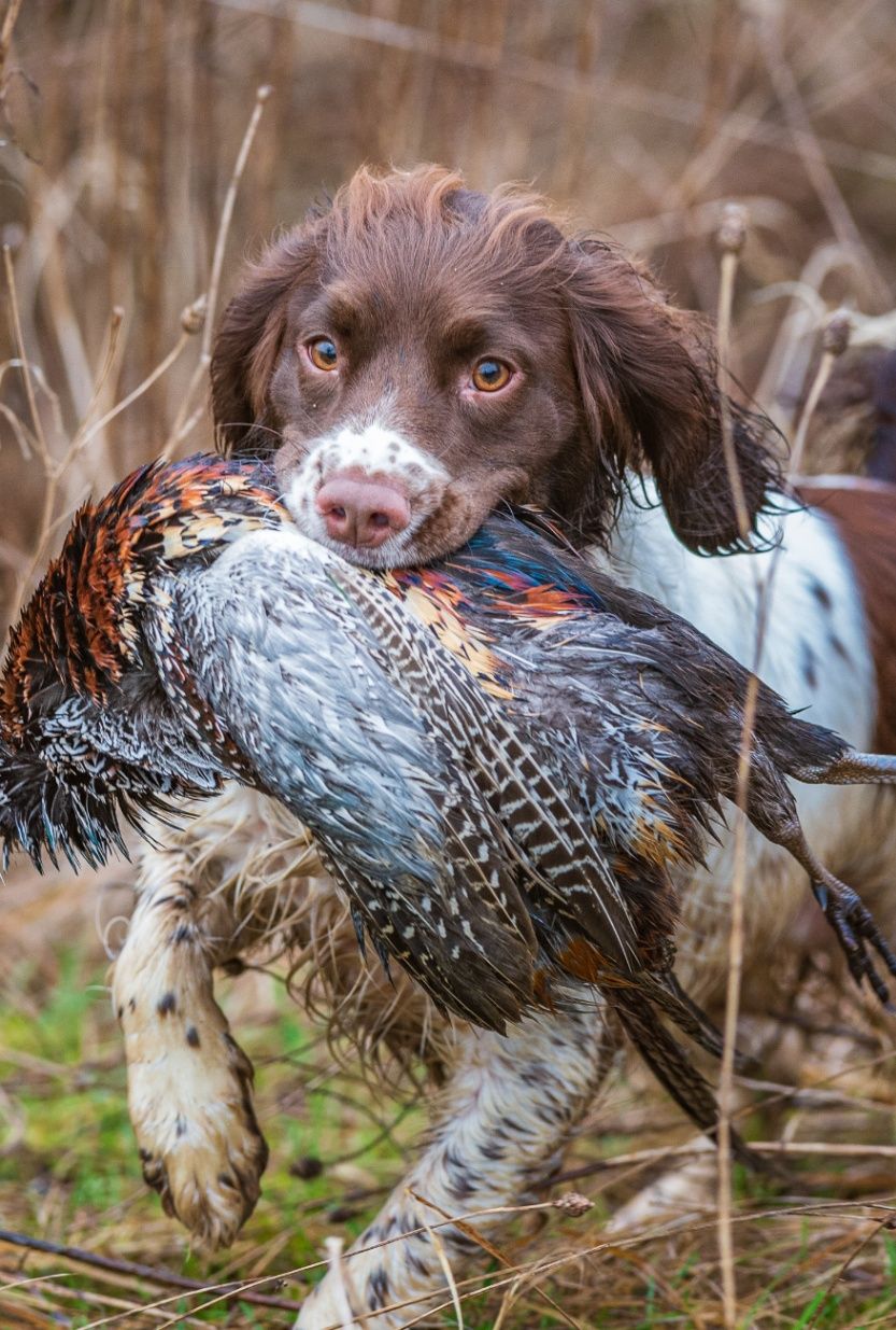 what are bird dogs good for