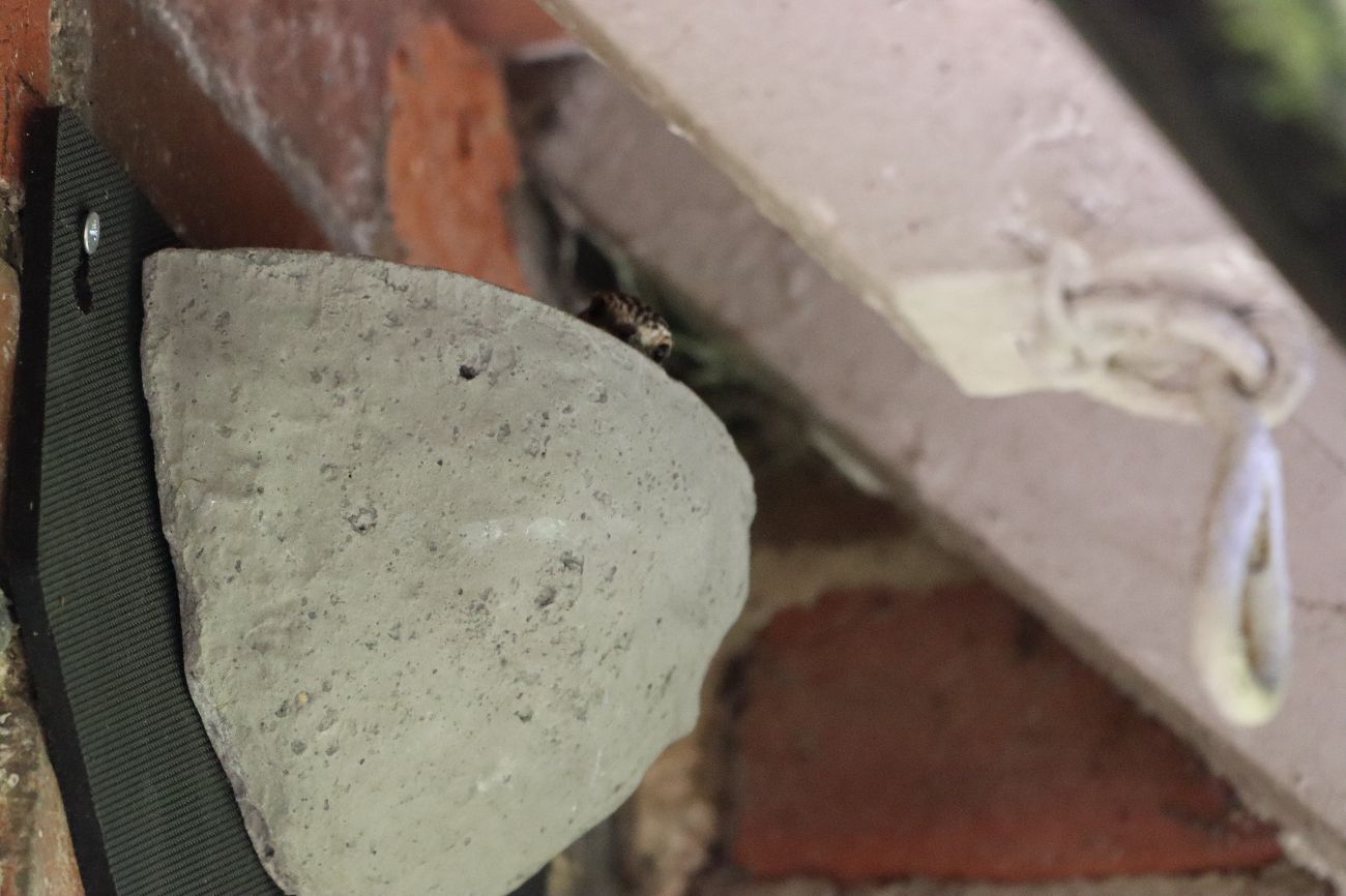 Unlocking the Secrets of an understated little brown bird John Miller