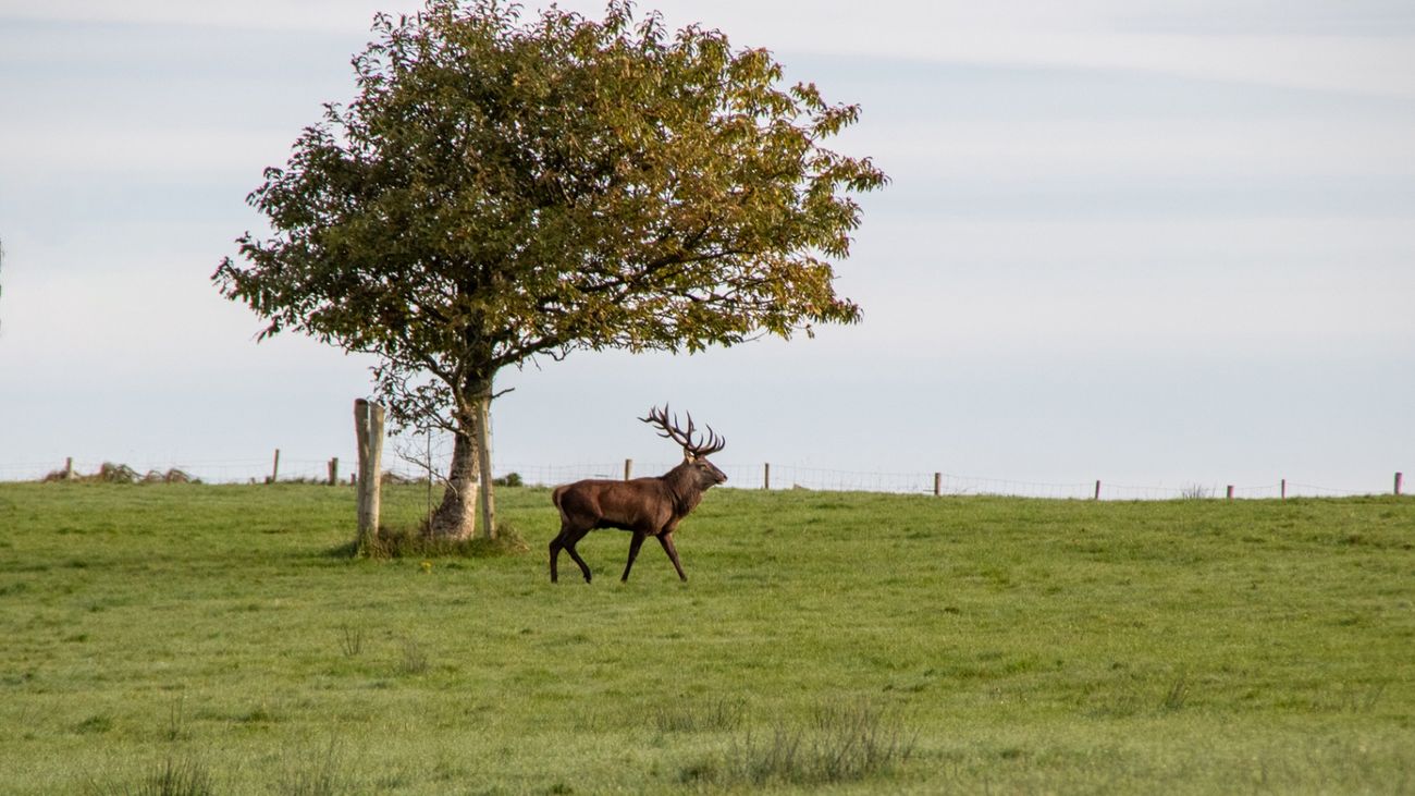 Ireland Extends its Deer Hunting Season: Swift Changes Raise Concerns