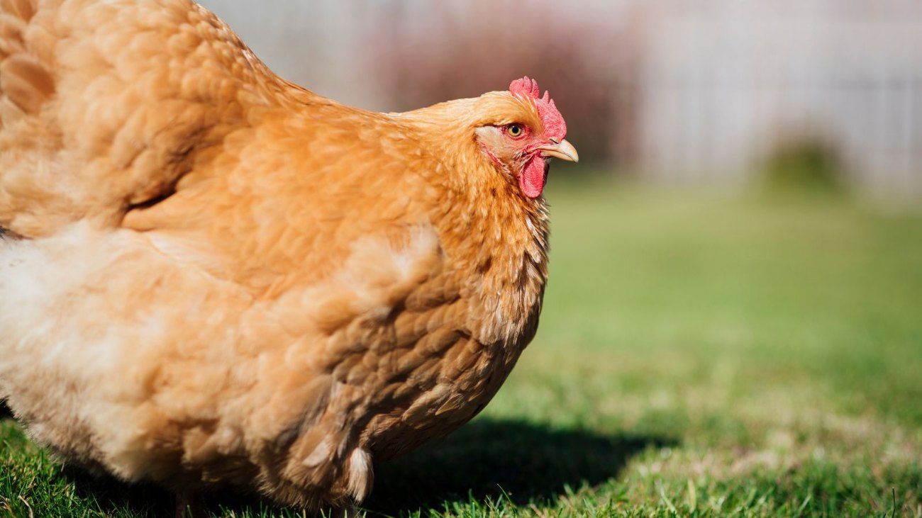 Why am I so Obsessed with Chickens? Browne writes on Scribehound