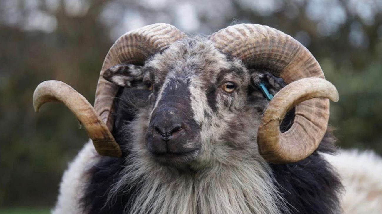 The Magic of the Ancient Sheep Breeds of Soay and Boreray