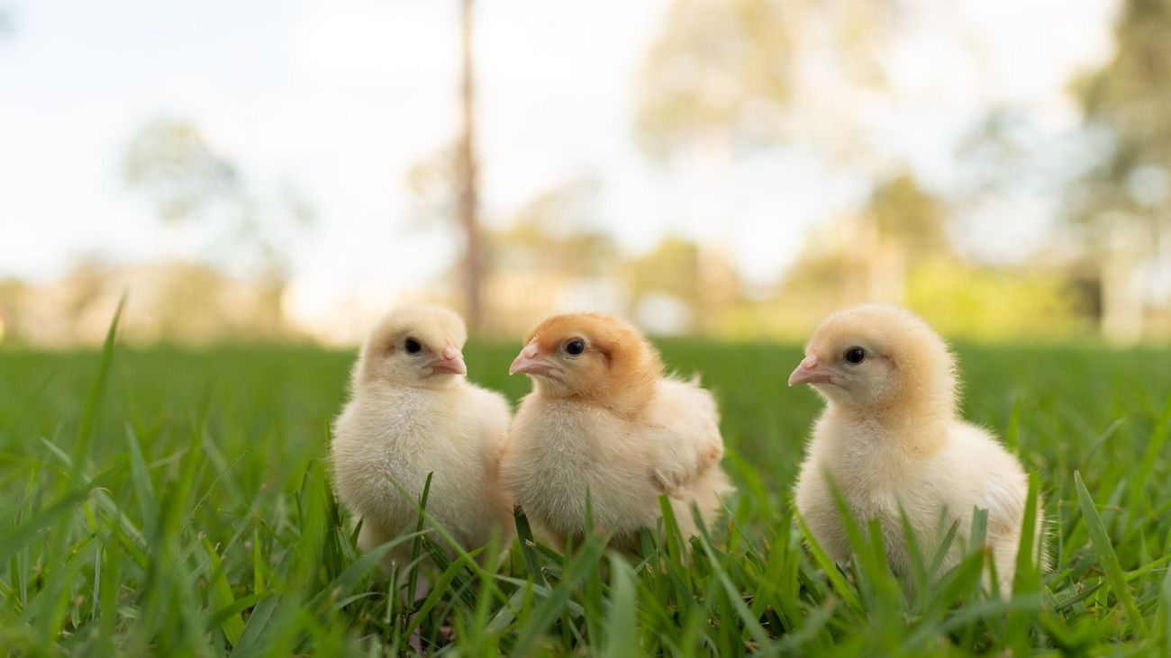 A Beginner's Guide to Breeding Chickens in Your Smallholder Flock