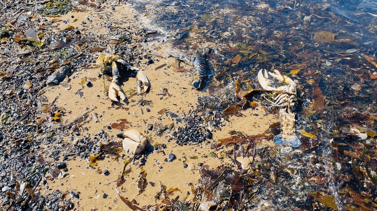 Dead Crabs and Death Threats: The Mystery of the Tees Estuary Die-Off