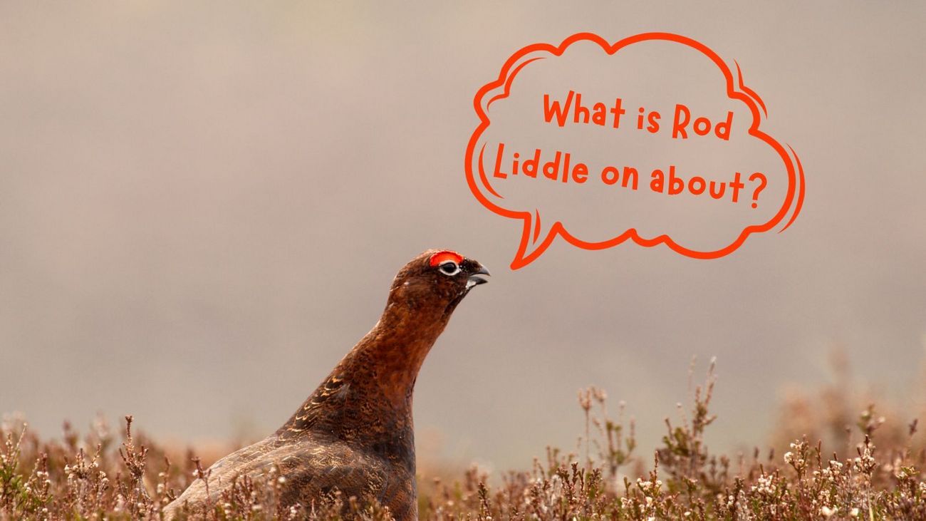 Beyond the Teletubbies: Debunking Rod Liddle's grouse moor rant