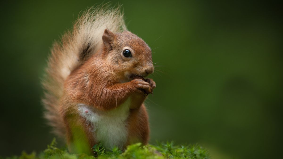 Less Serengeti, more Sheffield: combating nature illiteracy
