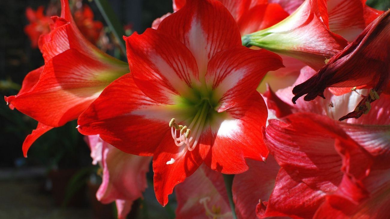 Is This the Way to Amaryllis? And Other Christmas Disasters