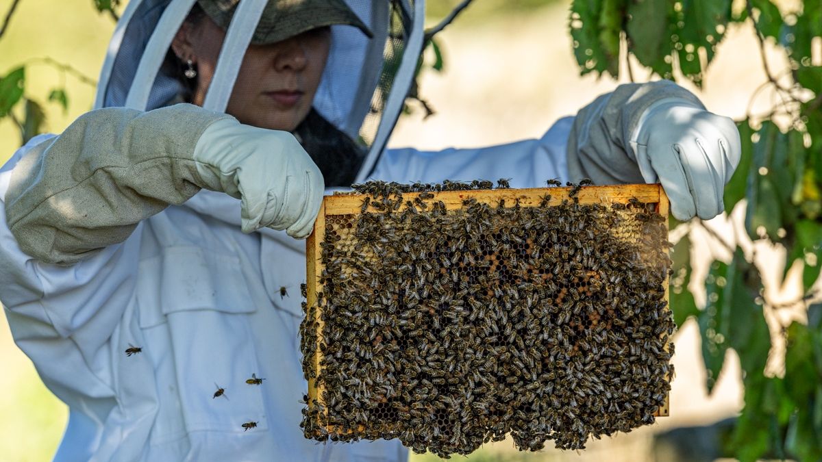 To Bee or not to Bee