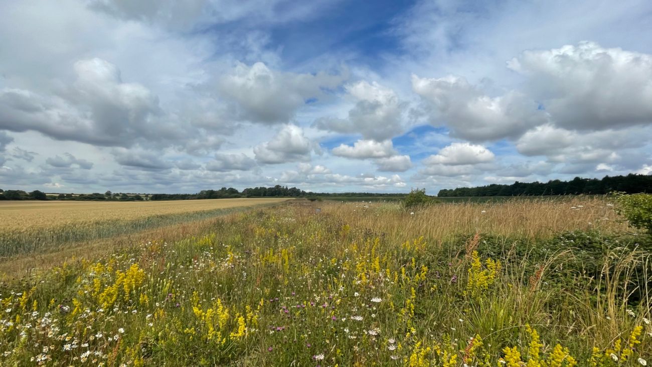 Hedges and Hedge Funders: A Story of Contemporary Land Ownership
