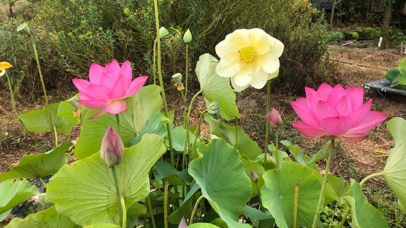 Growing the lotus