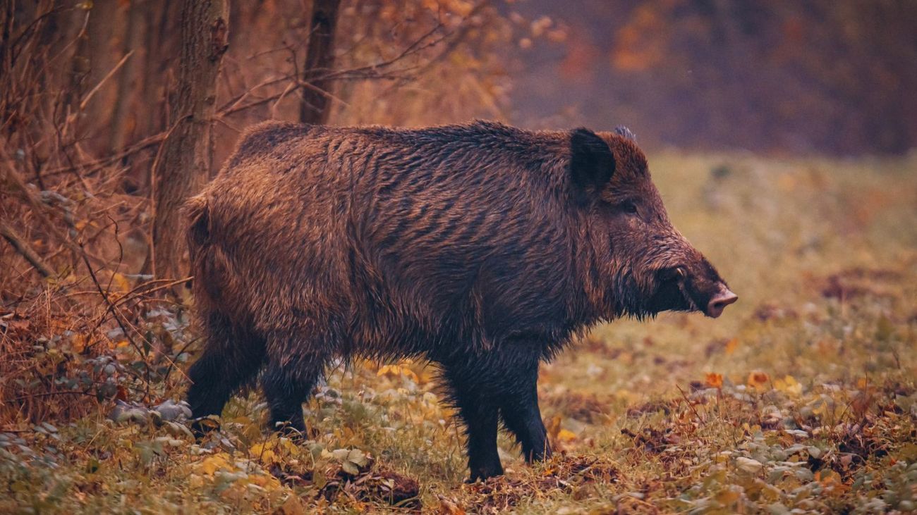 LIVESTREAM: The return of Britain's wild boar