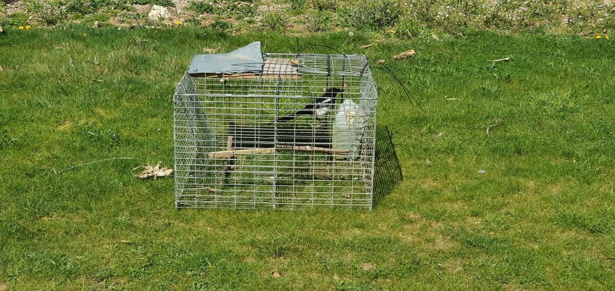 Trapping wild birds: standard licence conditions (GL33) 