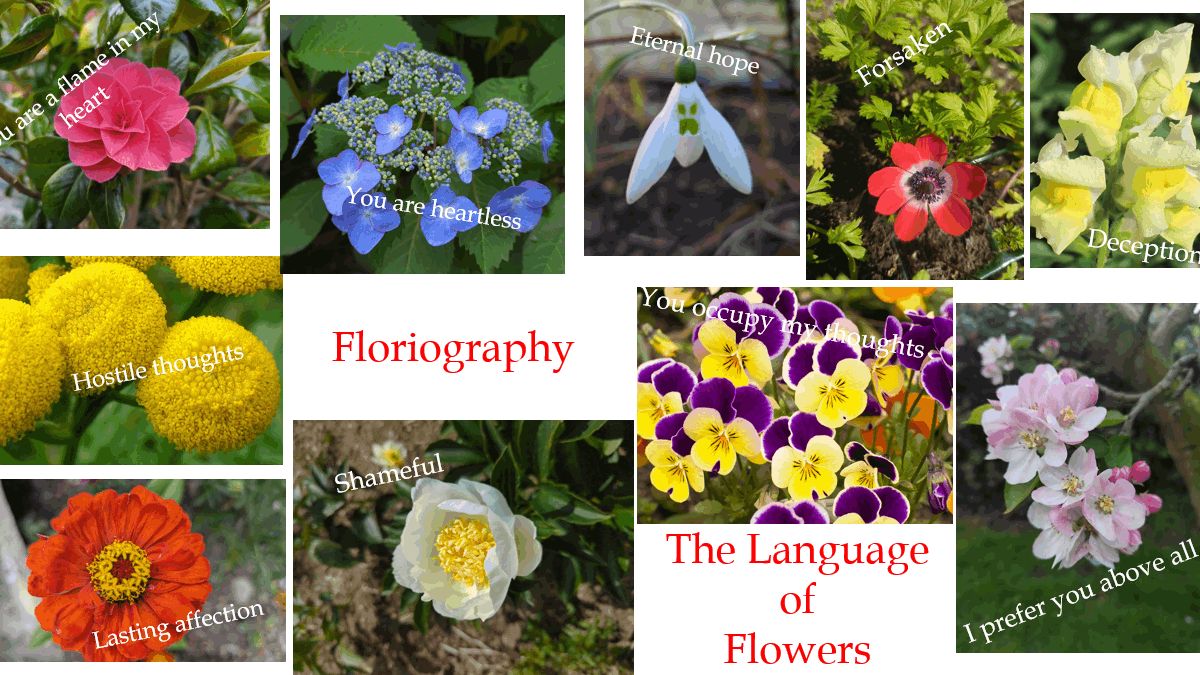 How the Victorians Flirted with Floriography ... not aubergine emojis