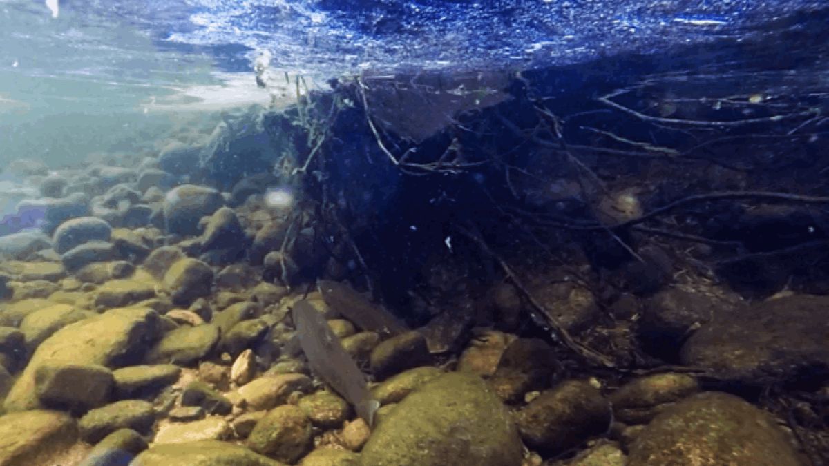 Guardian Angel of the River: A Trespasser's Watchful Eye