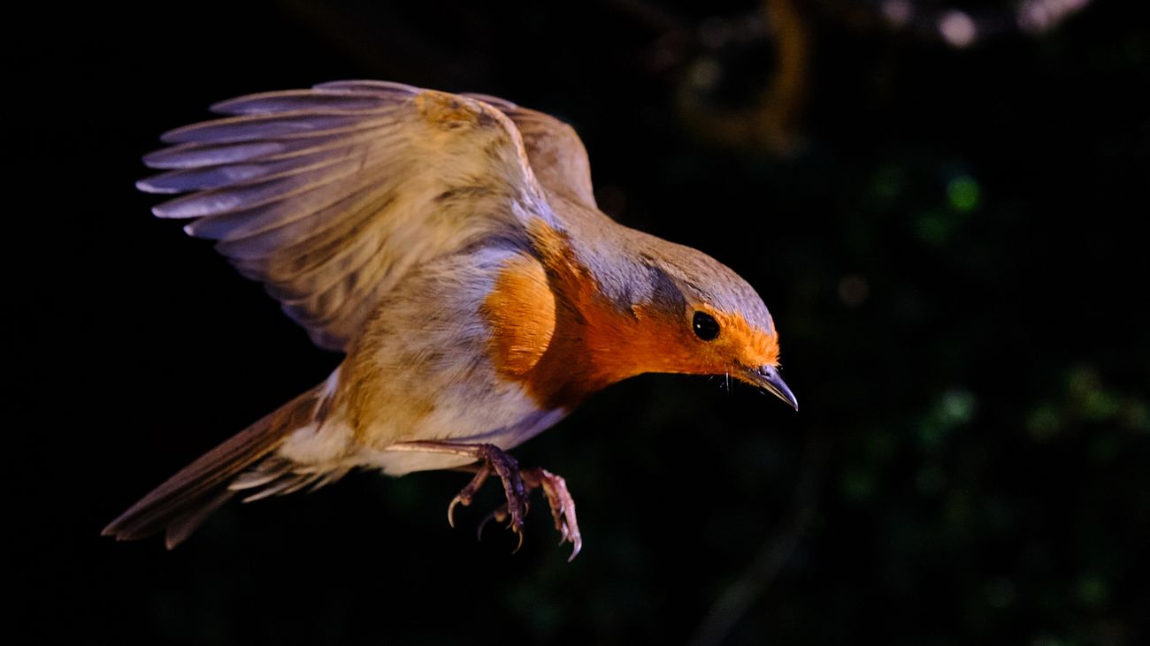 A Bird in the Hand...