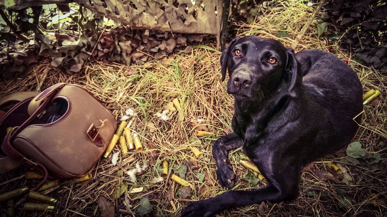 Expectations vs reality: are we doing our dogs a disservice?