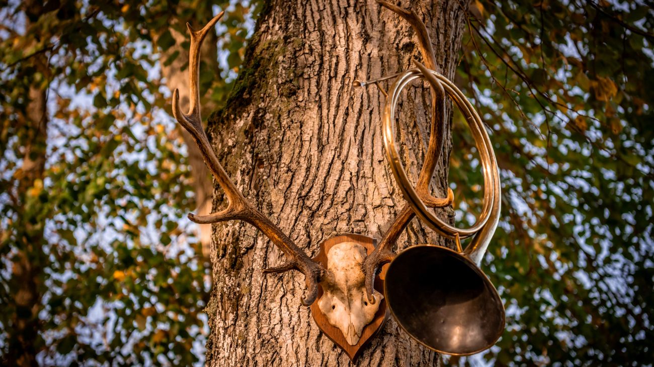 Getting the Horn - Hunting Stags and Wild Boar with Hounds in France