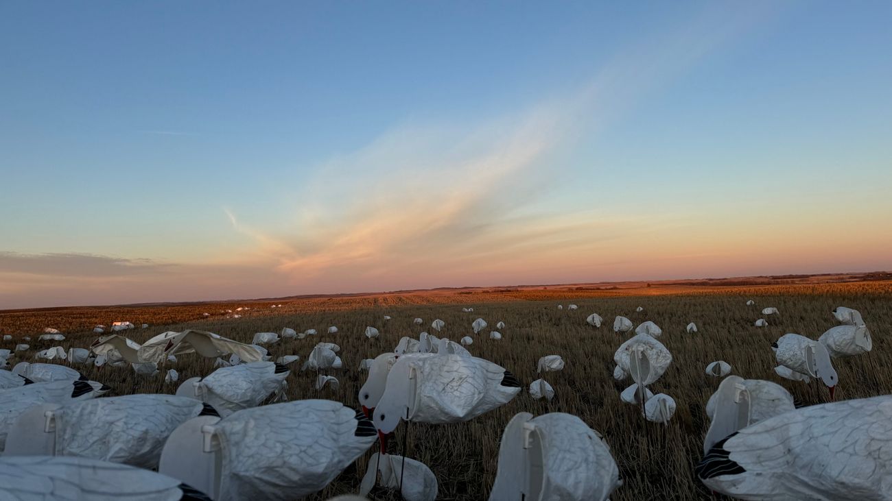Hunting Snow Geese: A Thrilling Adventure in Alberta