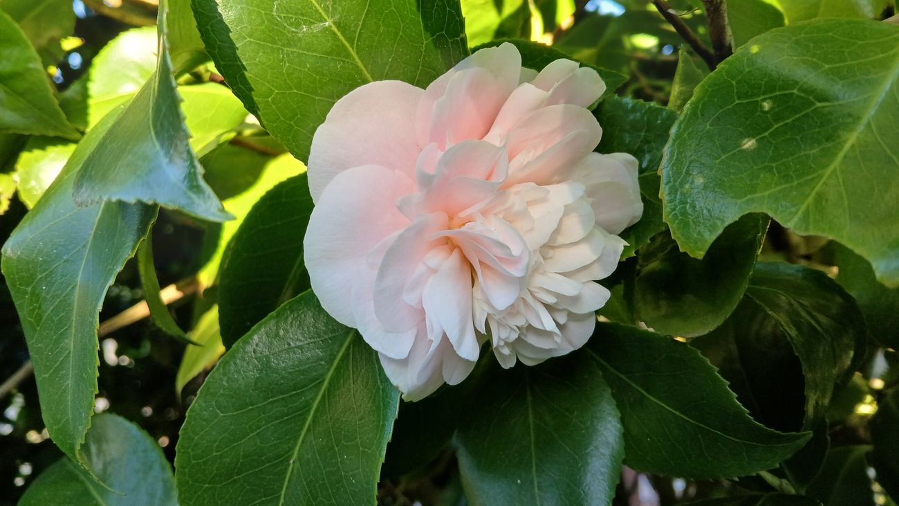 How Now Brown Flower? What's New in Gardeners' World?