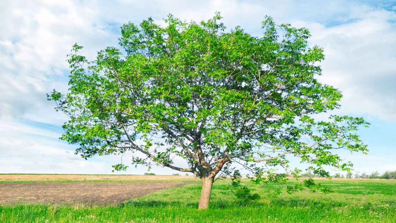 Trees, property and vines - long term investing and climate change