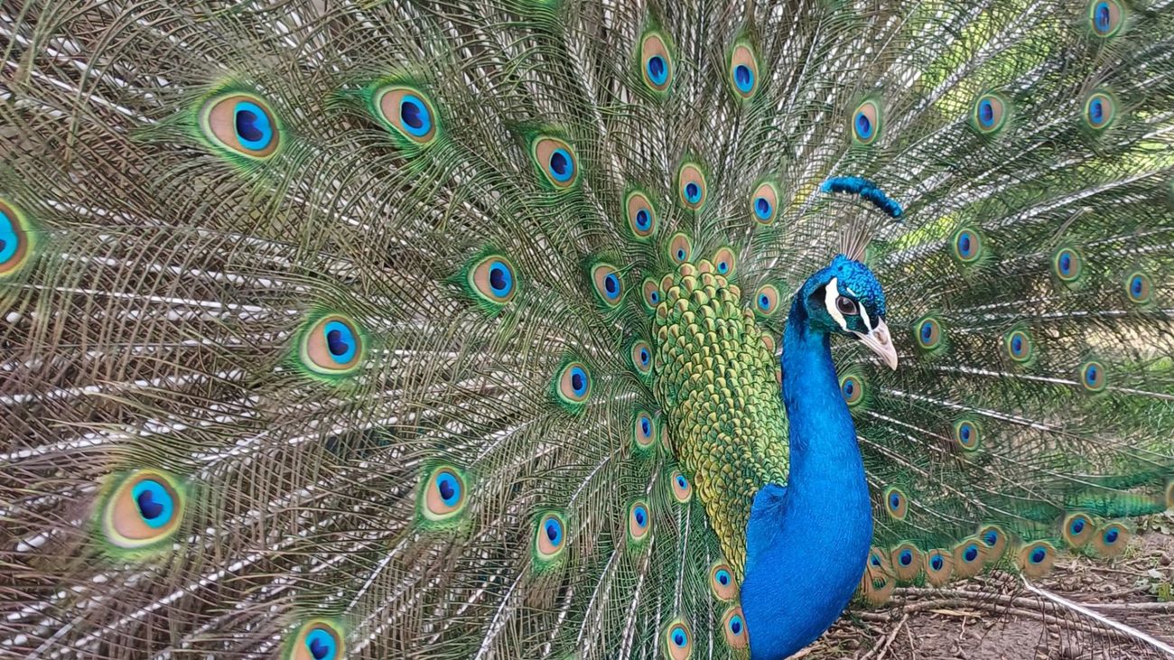 Of Peacocks and Lilies