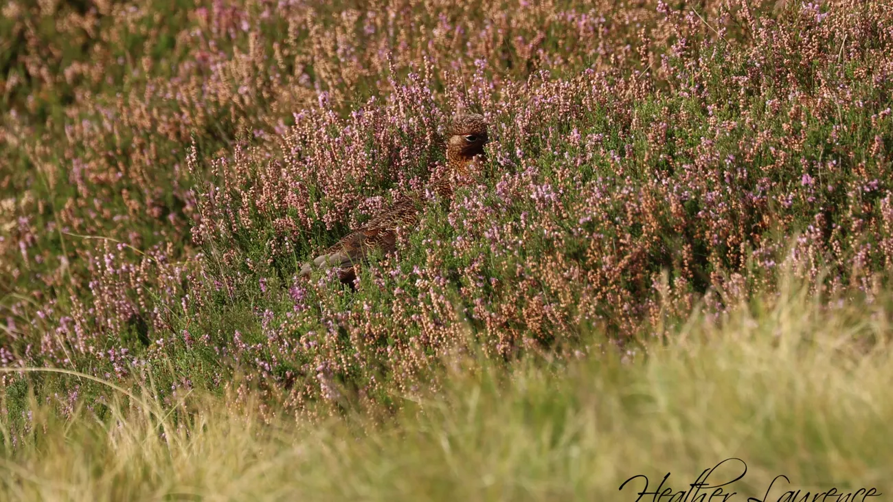 Grouse Season