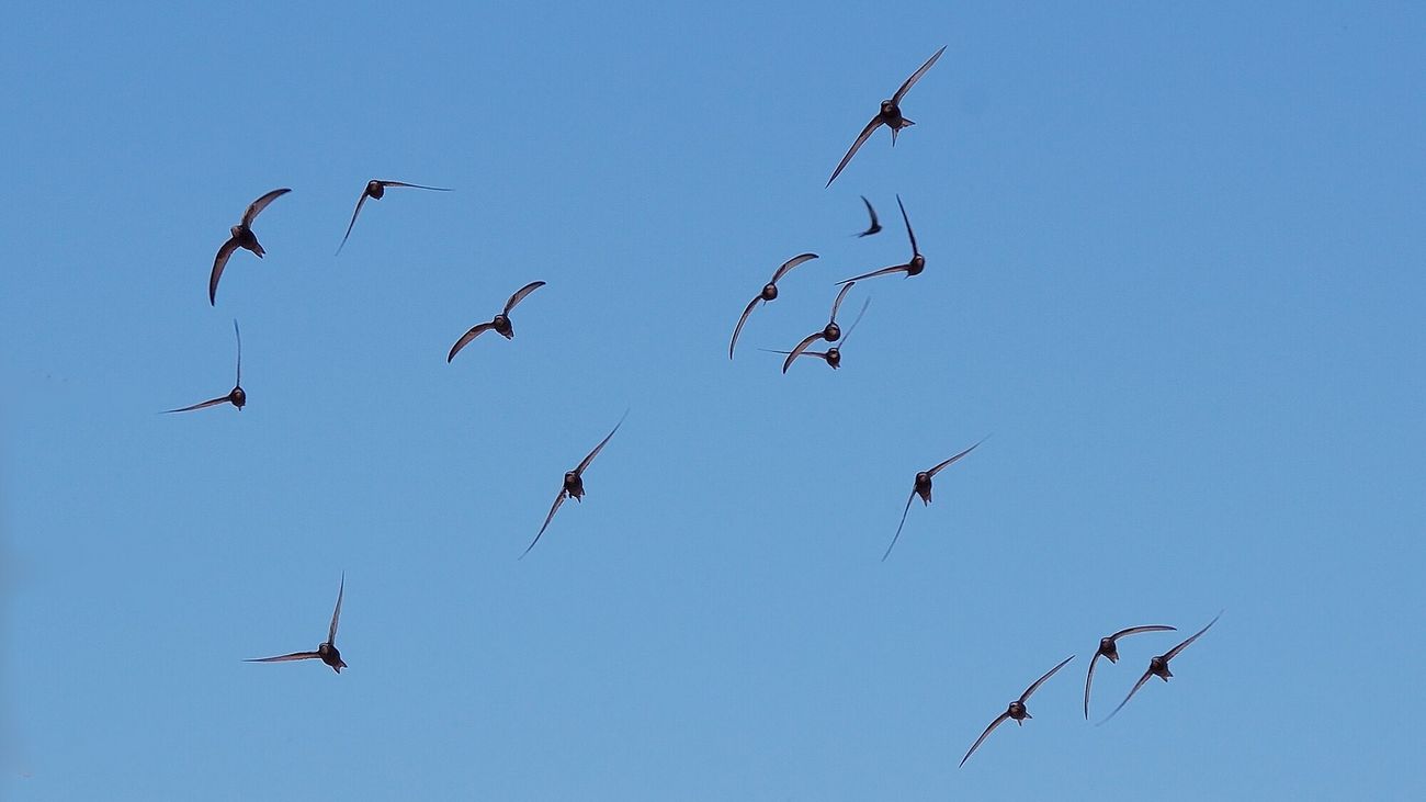 The Swift and its fleeting visit to our shores