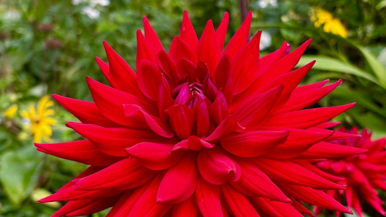 Seeing Red - Sunny Plants for Shady Places