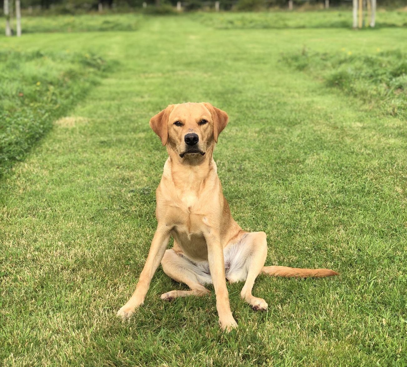 First time gun dog trainer where to start? GunsOnPegs