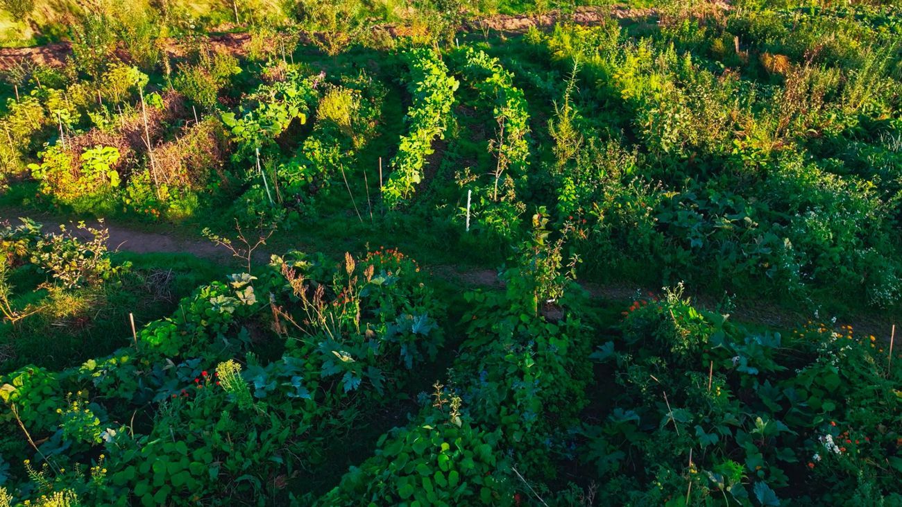 The Most Exciting Edible Garden in Britain
