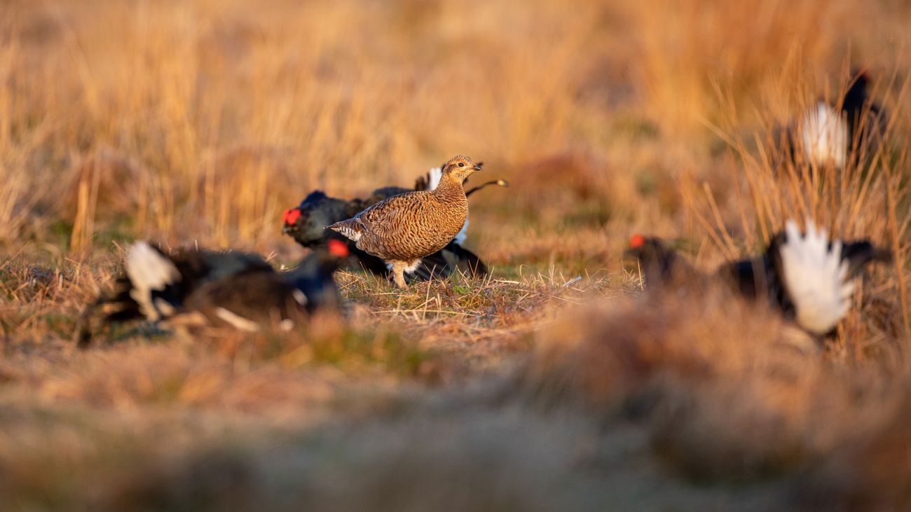 Discover the Beauty of Black Grouse in the UK