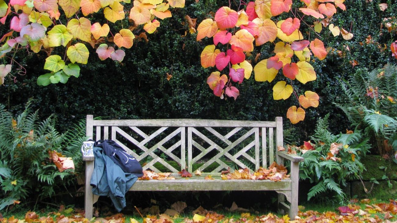 Tranquility in Gardens: The Power of Silent Spaces