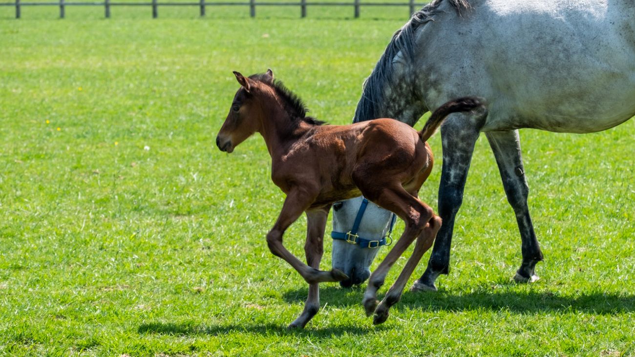 How do you make a racehorse?